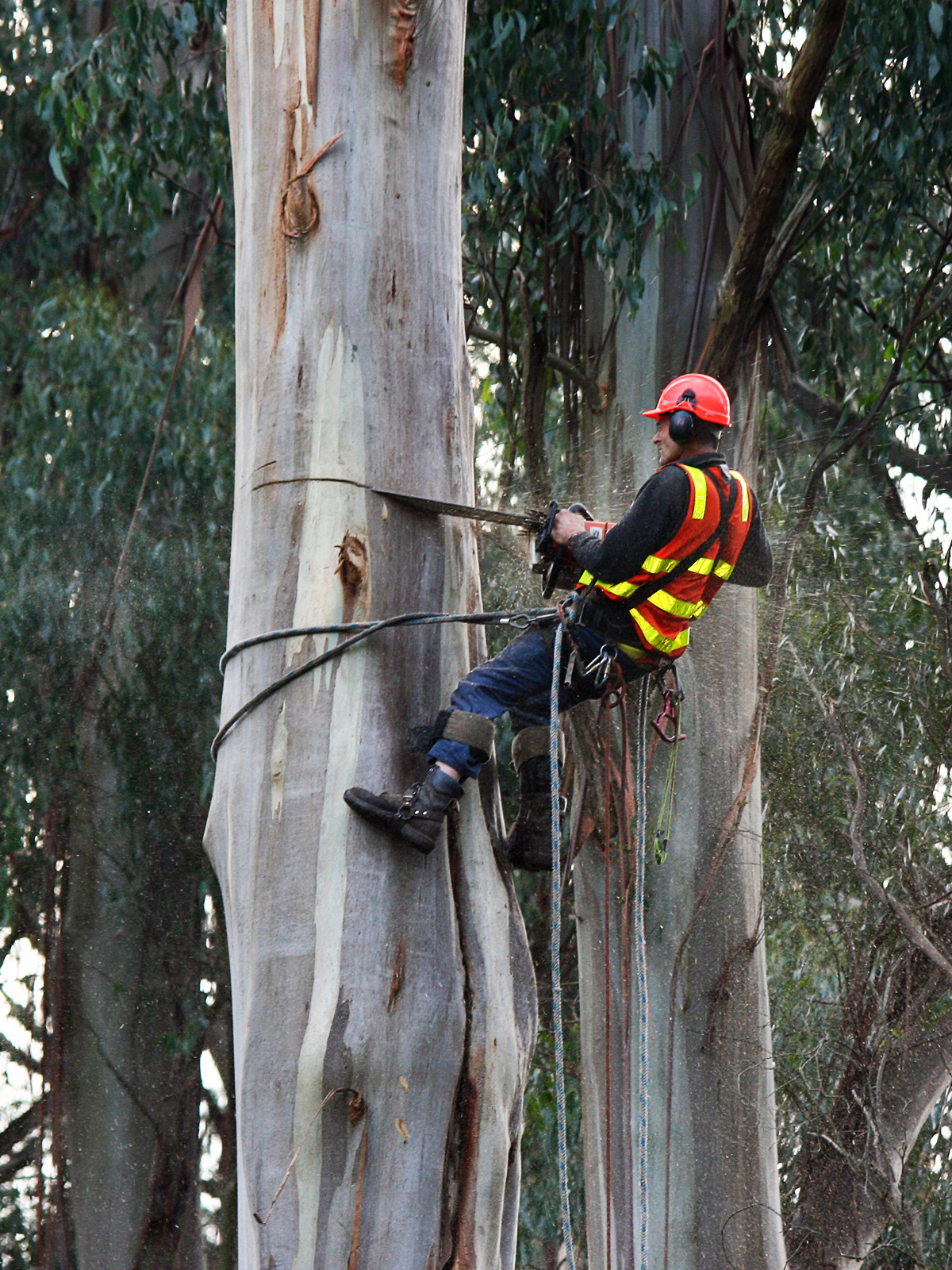 Élagage d'arbre par grimpeur professionnel dans le Vaucluse